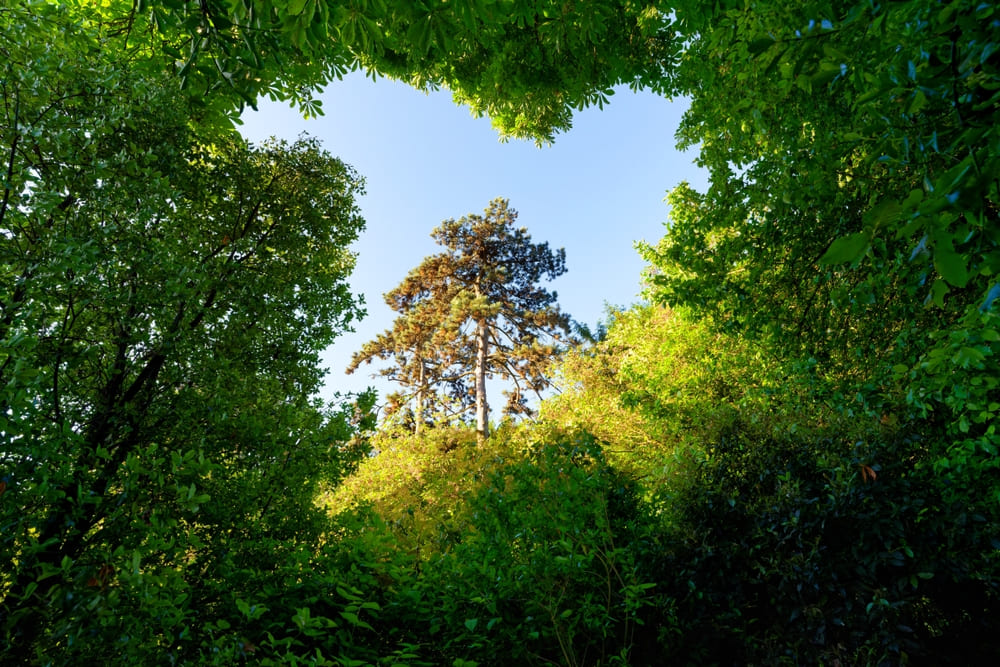 arbres quartier gaité montparnasse